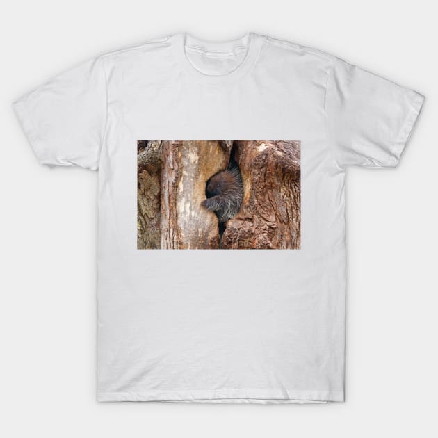 Baby Porcupine T-Shirt by Jim Cumming